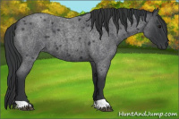 Horse Color:Blue Roan 