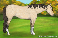 Horse Color:Buckskin Ice Dun 