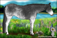 Horse Color:Gray White Spotted Blue Roan 