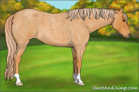 Horse Color:Chocolate Palomino Roan 