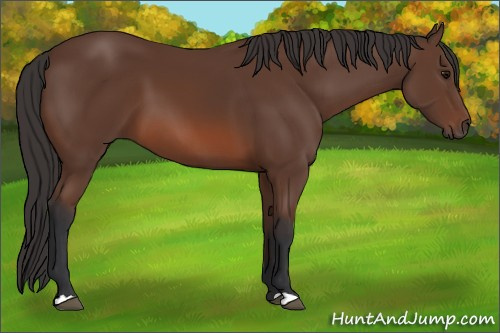 Horse Color: Unknown 