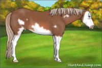 Horse Color:Liver Chestnut Splash Frame 