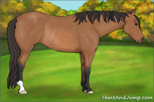 Horse Color: Bay Rabicano 