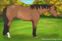 Horse Color:Bay Rabicano 