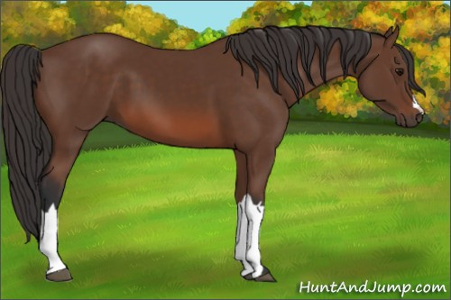Horse Color: Bay 