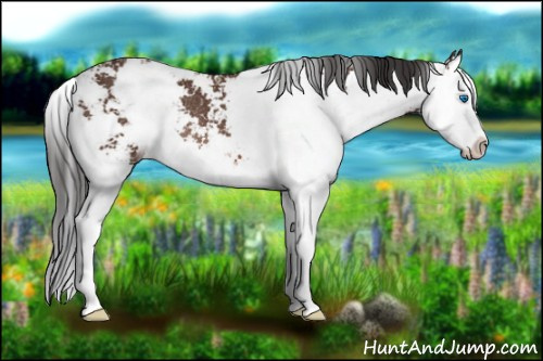 Horse Color: Bay Sabino Splash Rabicano 