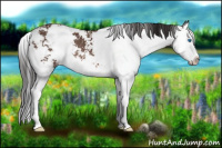 Horse Color:Bay Sabino Splash Rabicano 