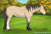Horse Color:Buckskin 