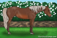 Horse Color:Silver Bay 