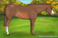 Horse Color:Liver Chestnut 