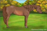 Horse Color:Liver Chestnut 