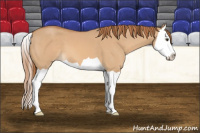 Horse Color:Red Dun Splash 