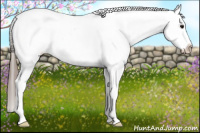 Horse Color:Black Splash Near Leopard 