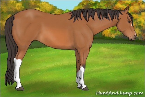 Horse Color: Bay 
