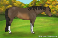 Horse Color:Gray Buckskin 