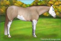 Horse Color:Gray Buckskin Pearl Splash Rabicano
