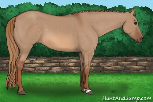 Horse Color: Red Dun 