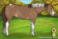 Horse Color:Gray Red Dun Splash Tobiano Rabicano