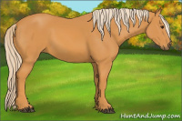 Horse Color:Palomino