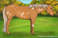 Horse Color:White Spotted Palomino