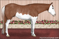 Horse Color:Liver Chestnut Splash Rabicano 