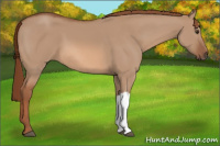 Horse Color:Liver Red Dun