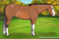 Horse Color:Bay Splash 
