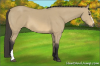 Horse Color:Buckskin 