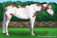 Horse Color:Bay Splash Frame
