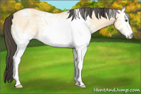 Horse Color:White Spotted Buckskin Dun 