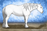 Horse Color:White Spotted Black Blanket Rabicano 