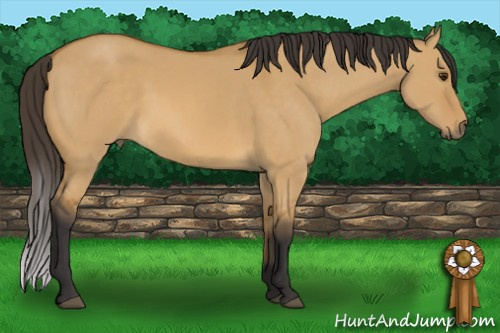 Horse Color: Buckskin Dun 