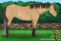 Horse Color:Buckskin Dun 