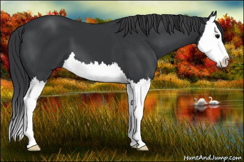 Horse Color: Brown Splash 
