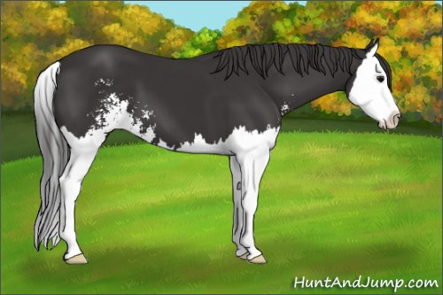 Horse Color: Smoky Black Sabino Splash 