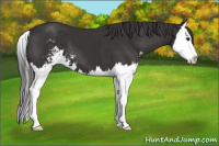 Horse Color:Smoky Black Sabino Splash 