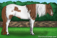 Horse Color:Liver Chestnut Tobiano Frame 