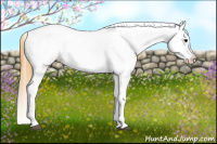 Horse Color:Buckskin Tobiano Appaloosa