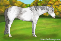 Horse Color:White Spotted Brown Appaloosa 