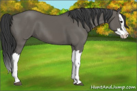 Horse Color:Grullo Splash 