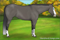 Horse Color:Grullo Splash 