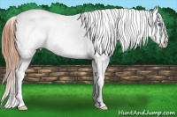 Horse Color:Grullo Splash Appaloosa 