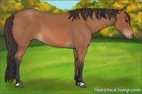 Horse Color:Unknown 