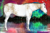 Horse Color:White Spotted Buckskin Dun Sabino 