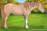 Horse Color:Gold Champagne 