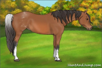Horse Color:White Spotted Bay 