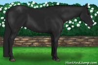 Horse Color:Gray Black 