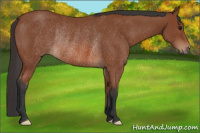 Horse Color:Bay Rabicano 