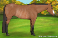 Horse Color:Bay Rabicano 