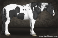 Horse Color:Black Tobiano 